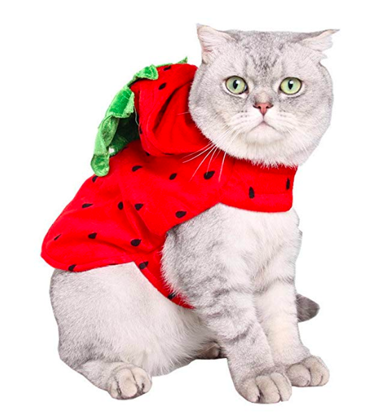 14 Pacific Northwest-Inspired Halloween Costumes for You and Your Pet
